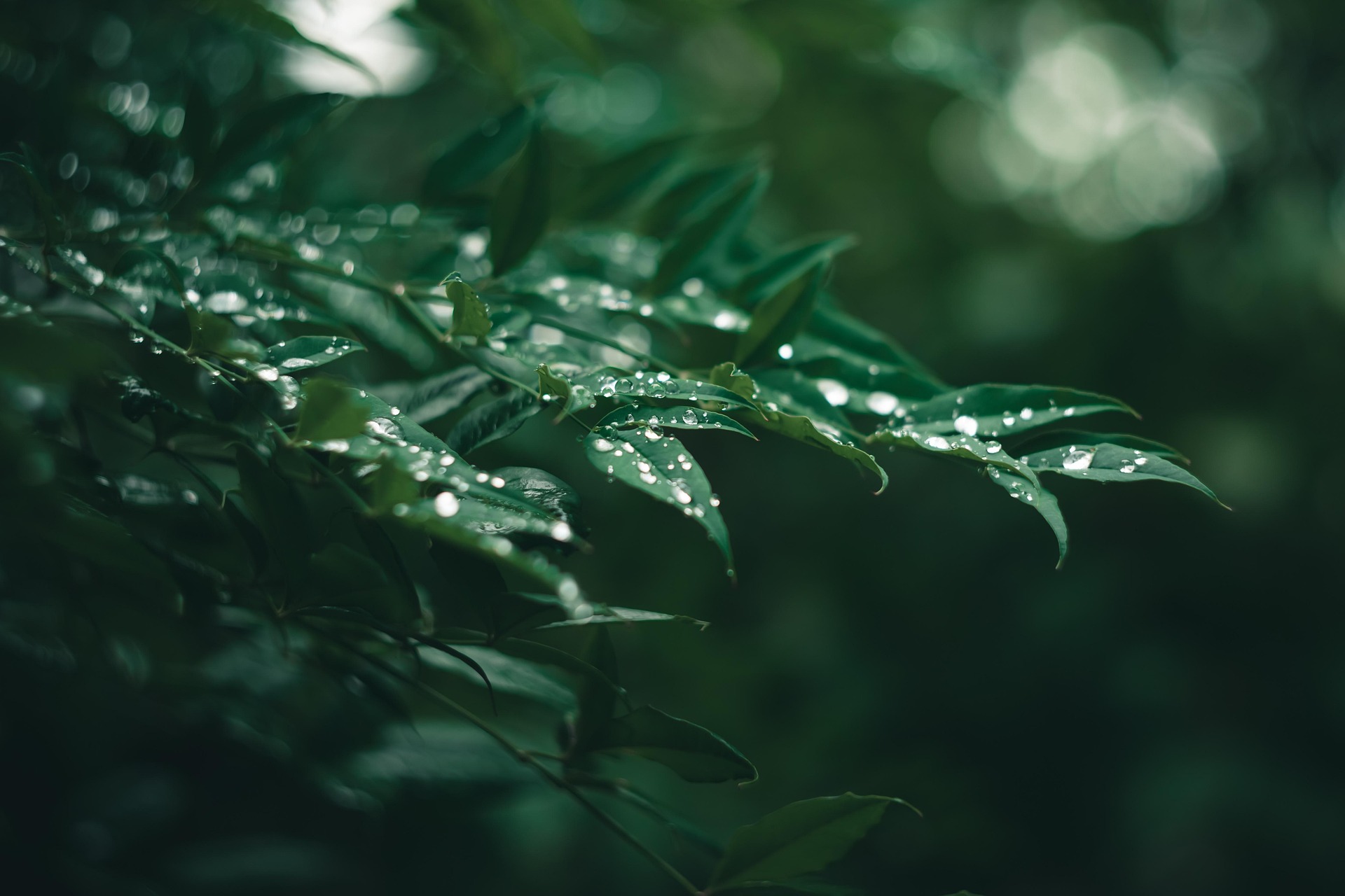 Rain